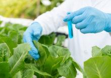 Bakanlıktan yeni karar: Pestisit limitleri güncellendi!