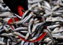 Hamsi bolluğu yaşanıyor! Tezgahlarda 50 liradan satılıyor!