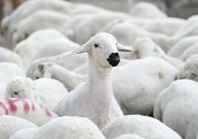 5 binden fazla küçükbaş hayvan satılacak!