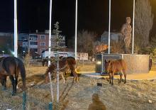 Ardahan sokaklarında sürpriz misafirler! Yılkı atları şehre indi