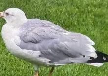 Beşiktaş maçına 'Martı' rötarı! Süleyman Seba'nın sözleri gündem oldu