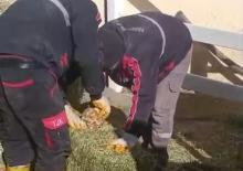 Şanlıurfa'da skandal görüntü: Yonca balyaları arasına koydular