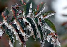 Felaketten zararsız çıktılar: Don mağduru çiftçiye 23 milyar lira ödendi