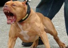  Pitbull bebeği parçaladı: Aile cinayetle yargılanacak!