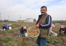 Yer fıstığı hasadı başladı: Kuraklık nedeniyle rekoltede düşüş var