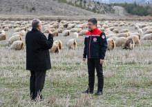 Tiftik için yeni dönem: Özel destek geliyor