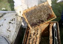 Kovanları babasından aldı! Askeri disiplinle bal &uuml;retiyor