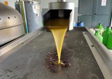 Kara meyveden altın sıvıya yolculuk: 6 kilodan 1 kilo &ccedil;ıkıyor