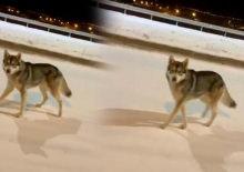 Beyaza b&uuml;r&uuml;nen şehrin ortasında kurtla burun burun geldi