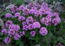 Yurt dışına ka&ccedil;ırmak istedi hayatının hatasını yaptı