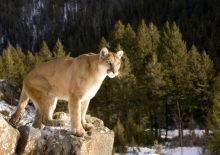 Kan donduran olay: Y&uuml;r&uuml;y&uuml;ş yapan kadın puma saldırısında &ouml;ld&uuml;