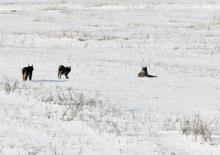 Elazığ'da nesli tehlike altındaki vaşak ailesi g&ouml;r&uuml;nt&uuml;lendi