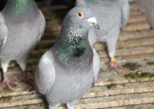 Adana'da ilgin&ccedil; olay: Kayıp g&uuml;vercini bulana 75 bin lira &ouml;d&uuml;l