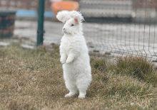 Nesli t&uuml;kenmişti: G&ouml;ren g&ouml;zlerine inanamıyor! Koyun değil tavşan