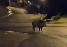 A&ccedil; kalan domuzlar şehre indi