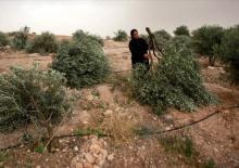 İşgalci İsrailliler Batı Şeria&rsquo;da y&uuml;zlerce ağa&ccedil; kesti, hayvan &ccedil;aldı