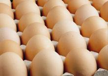 Kişi başına d&uuml;şen yumurta &uuml;retimi 15 adet azaldı
