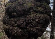 Trabzon'da avcılar tesad&uuml;fen buldu! Altın değerinde