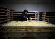  Bir &ccedil;uval unla başlayan ihracat ser&uuml;veni: Kınalı eller sınırları aştı