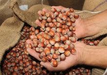 T&uuml;rkiye, fındık ihracatından iki ayda 388 milyon doları aşkın gelir sağladı