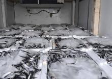 Yakaladığı 290 kasa balığın sevinci kursağında kaldı 