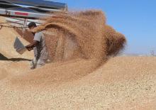 Hububat &uuml;retiminde bu yıl y&uuml;ksek verim bekleniyor