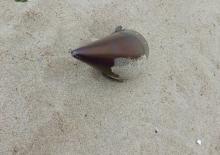 &Ccedil;atalca'da kıyıya vuran f&uuml;ze başlığı imha edildi