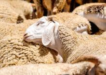 150 bin k&uuml;&ccedil;&uuml;kbaş dağıtılacak! İşte başvuru s&uuml;reci