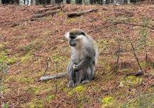Denizli'de mantar aramak i&ccedil;in &ccedil;ıktığı doğada maymun buldu
