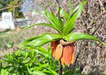 Dokunması bile yasak... Koparan 700 bin TL &ouml;der!