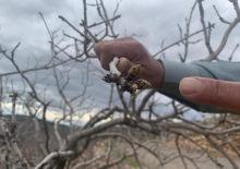 Kar ve yağmur bereketi: Antep fıstığında kuraklık endişesi ge&ccedil;ti