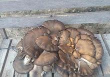 Konya&rsquo;da g&ouml;renleri şaşkına &ccedil;eviren olay: Tam 9,7 kilo