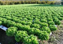 Samsun'da topraksız tarım y&ouml;ntemiyle yetiştirilen maydanozun hasadı yapıldı