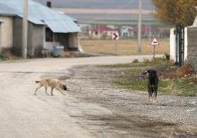 Yargıtay'dan emsal 'k&ouml;pek' kararı: 2 milyon TL tazminat