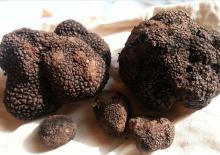 İtalya'yı bıraktı, serveti T&uuml;rkiye&rsquo;de buldu! kilosu 18 bin 500 TL!