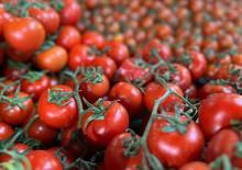 Elazığ&rsquo;da domates &uuml;retiminde yeni sezon başladı