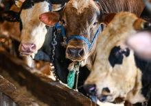 Kurban pazarında hareketlilik başladı