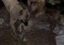 Van'da 2 kangal, ağıla giren kurdu telef etti  