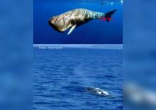 Fethiye a&ccedil;ıklarında isperme&ccedil;et balinası g&ouml;r&uuml;nt&uuml;lendi