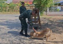 Tayland'da evcil bir k&ouml;pek sahibine el bombası getirdi