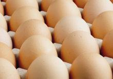 ABD'de salmonella alarmı: Milyonlarca yumurta toplandı