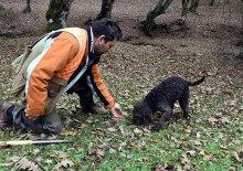 Toprağın altındaki servet! Eğitimli k&ouml;peklerle bulunuyor: Değeri altınla yarışıyor
