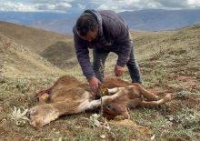 Buzağılarını par&ccedil;alanmış halde buldu