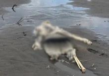 Samsun'da t&uuml;yler &uuml;rperten olay! Kıyıya vurdu