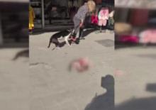Esenyurt'ta sokakta kedi par&ccedil;alayan pitbull sahibine cep yakana ceza