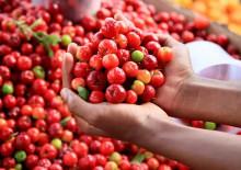 Limonu ezdi ge&ccedil;ti, 60 kat daha vitaminli! Ona 'yeşil altın' deniyor