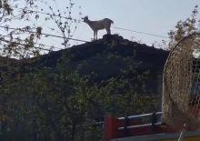 &Ccedil;atıya &ccedil;ıkan ke&ccedil;iyi itfaiye kurtardı